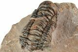 Crotalocephalina Trilobite - Lghaft, Morocco #233250-3